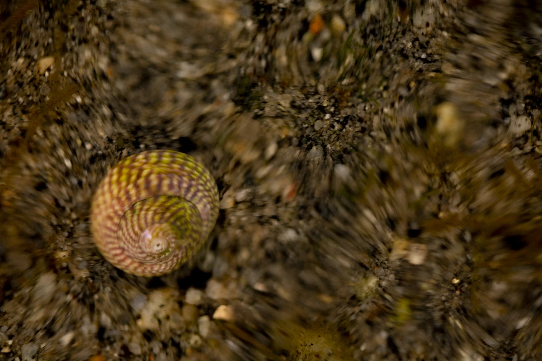 Wobbly molluscs.jpg