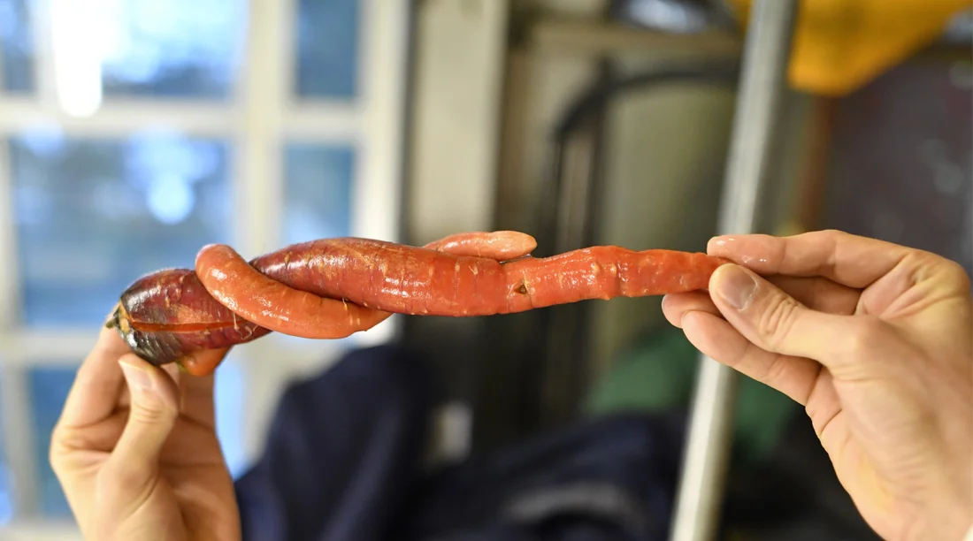 grassrooted | Mit nicht-konformem Gemüse gegen Food Waste