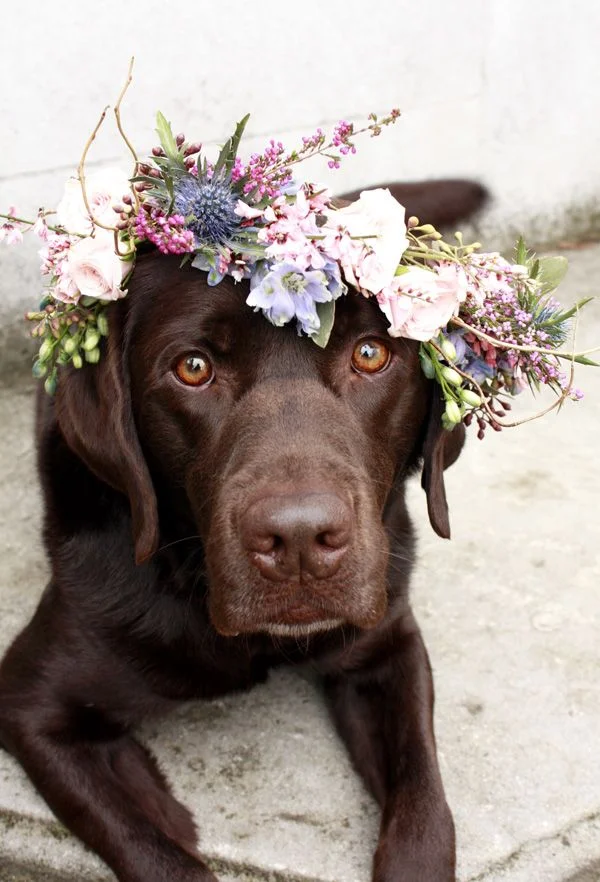 4bf64-dogflowercrown.jpg