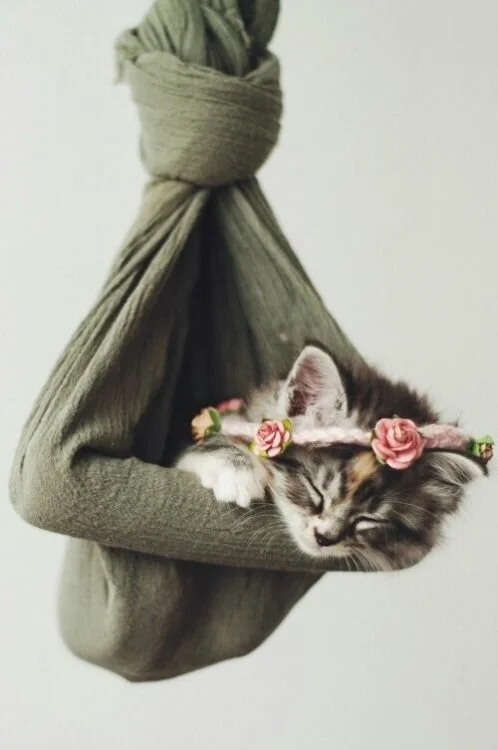 fe3bb-flowercrownonkitten.jpg