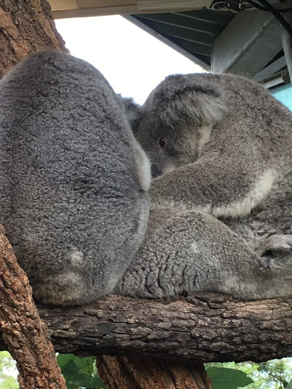 Taronga Zoo, Sydney, Australia