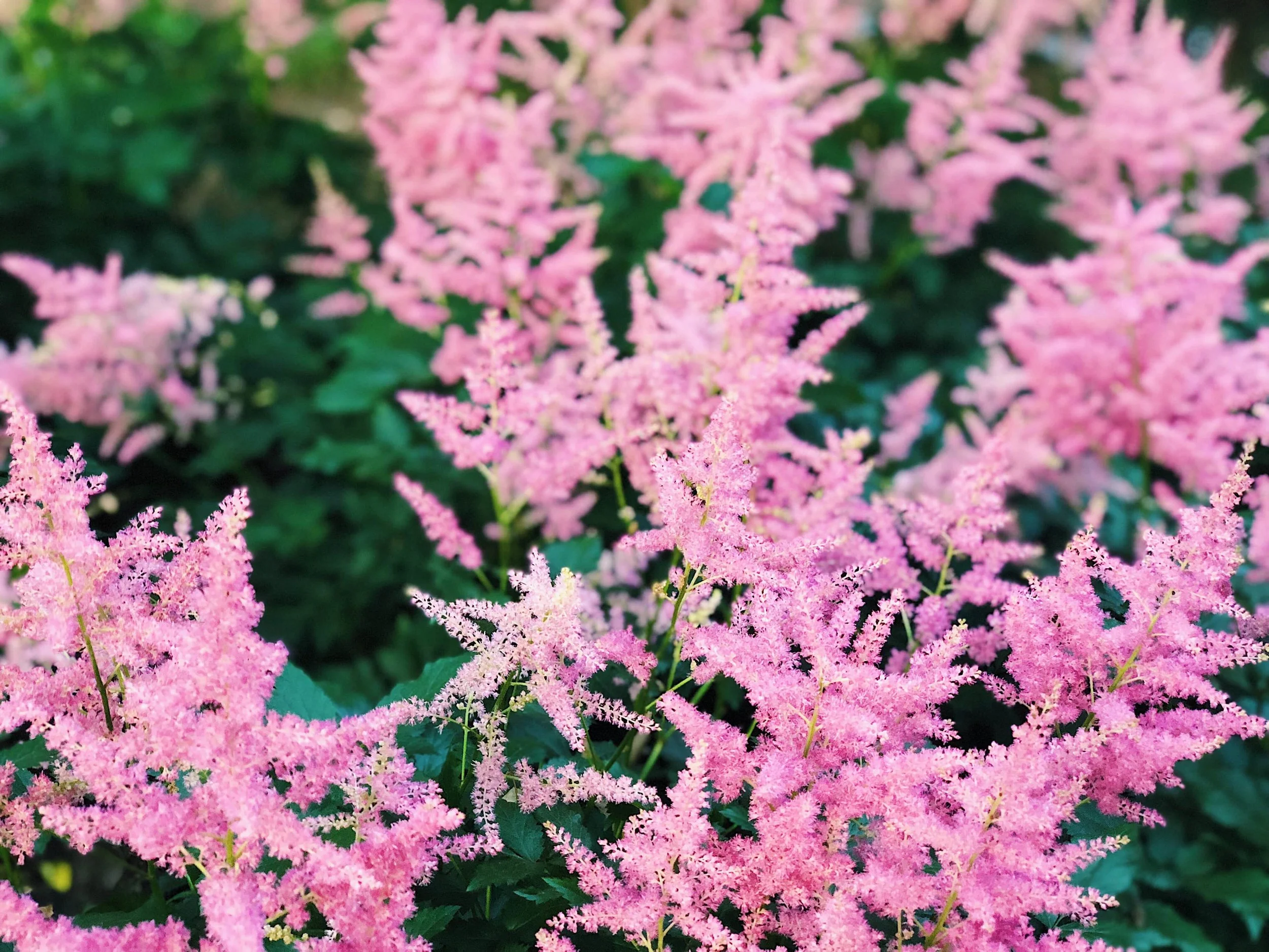 8eb8f-delicatepinkastilbes-bfloraldelicatepinkastilbes-bfloral.jpg