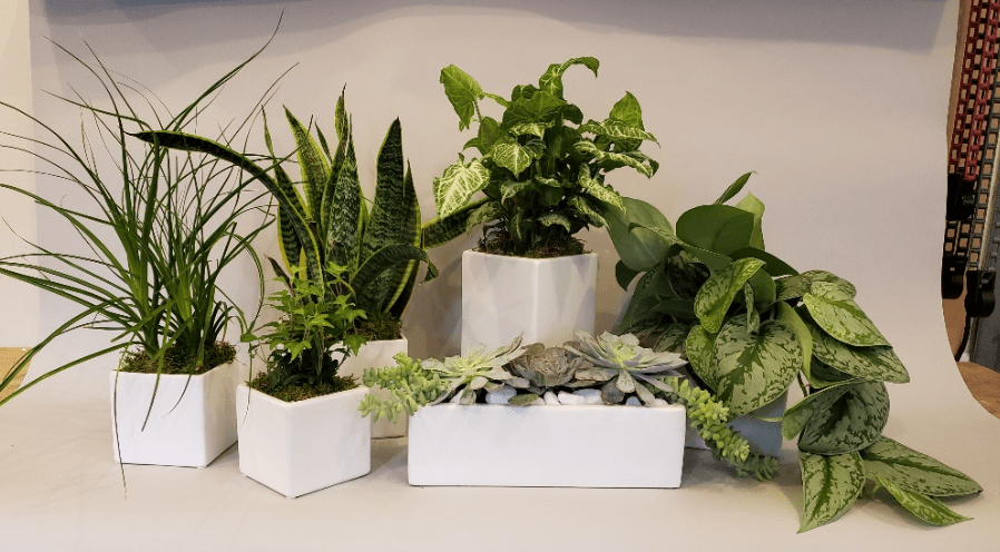 succulents-plants-white-vases.png