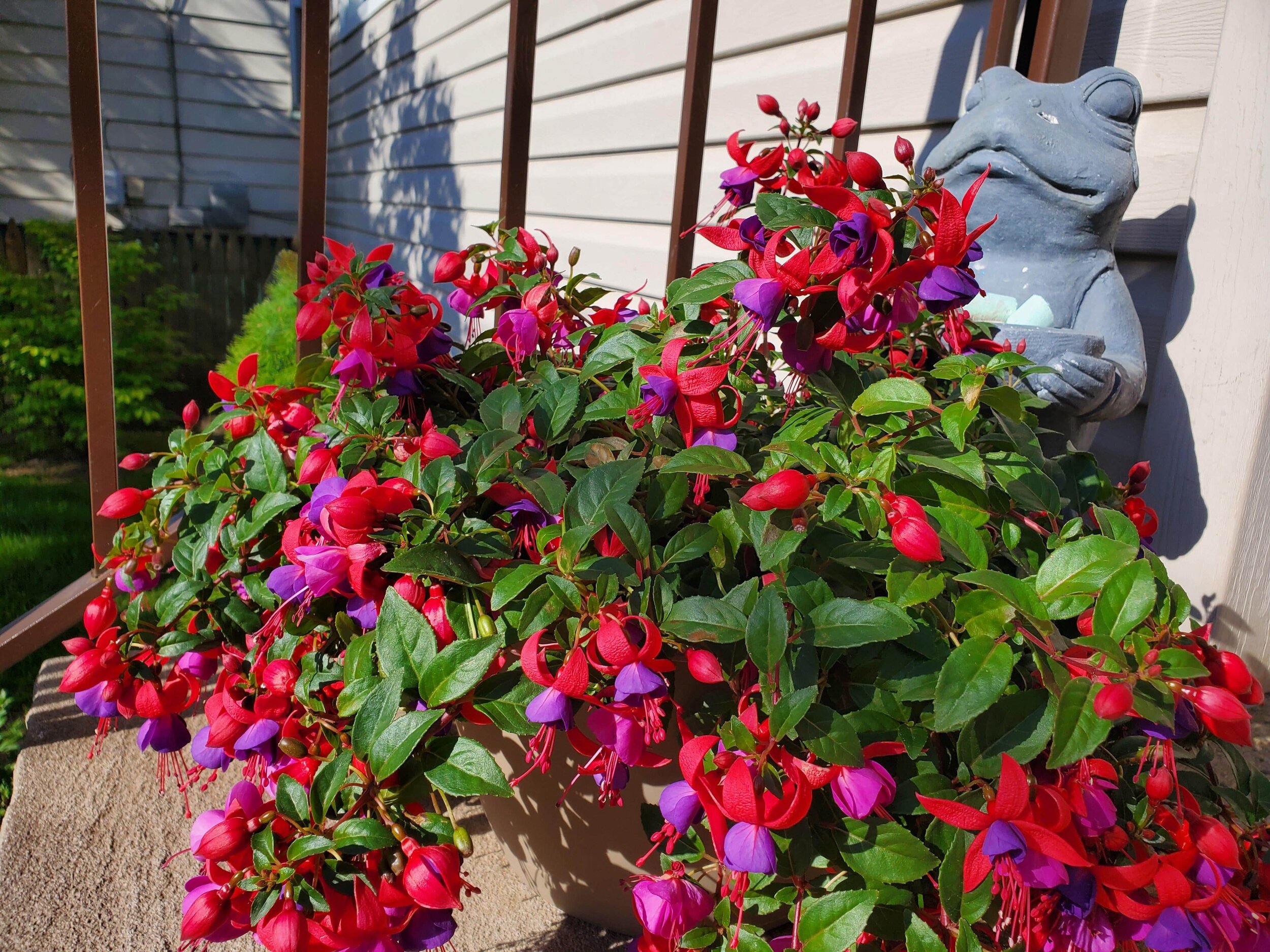 fuschia garden flowers.jpg