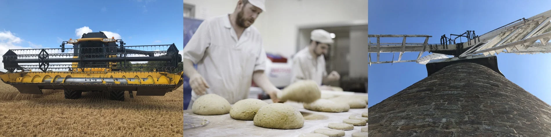 hambleton-bakery_science_healthy-loaves.jpg