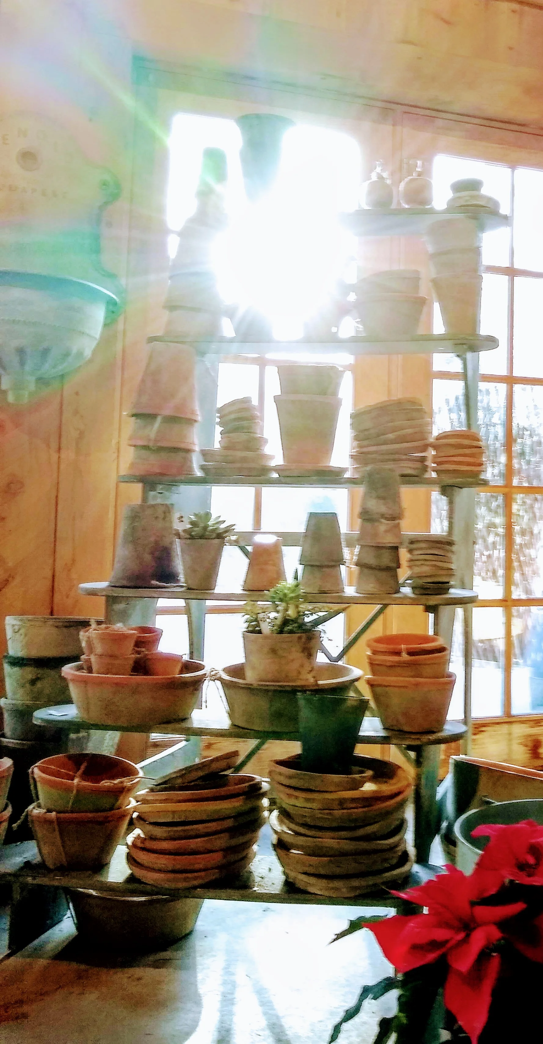 Herbary-Pots.jpg