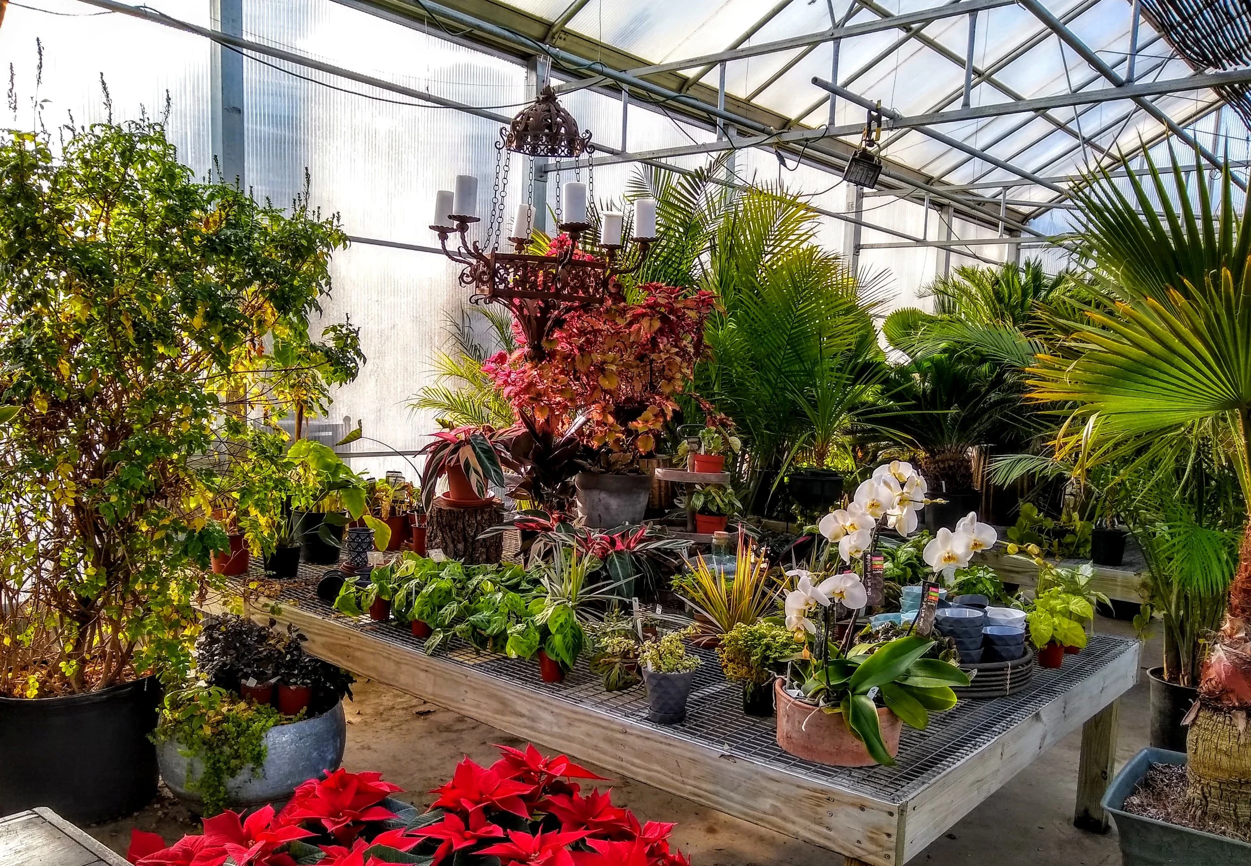 Herbary-Greenhouse-2.jpg