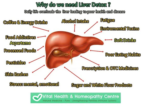 liver.jpg