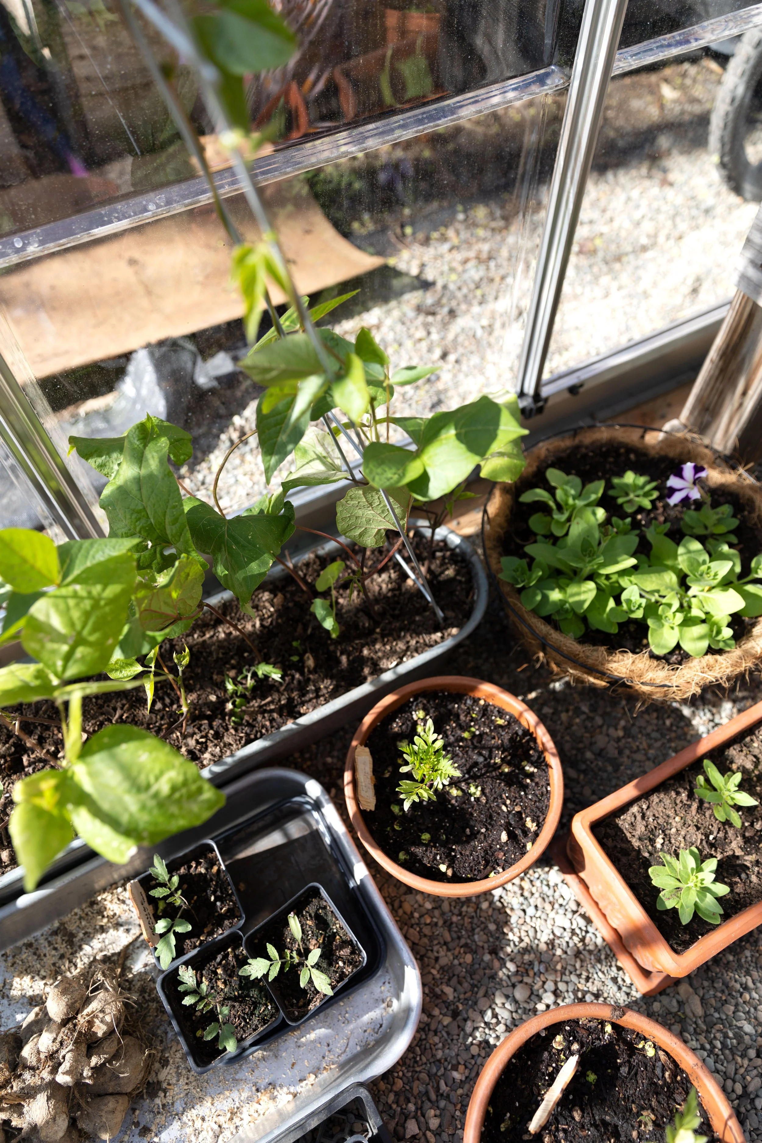 Nana's New Greenhouse Kit - The Grit and Polish