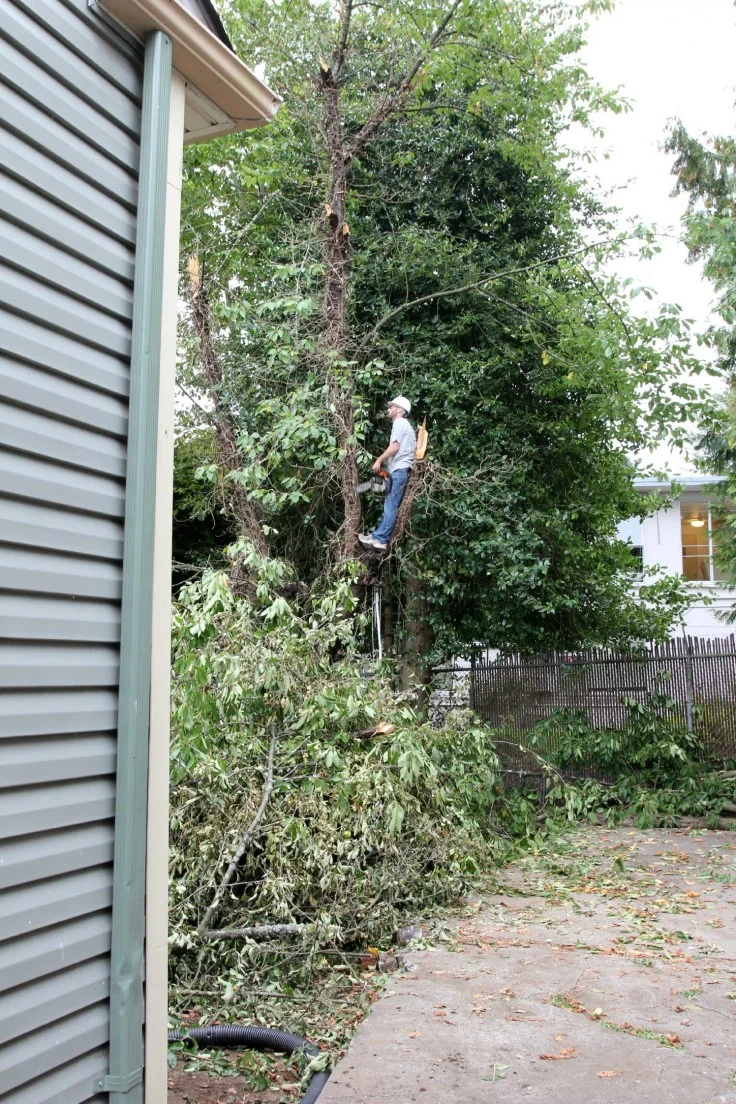 A Backyard Pruning Masacre