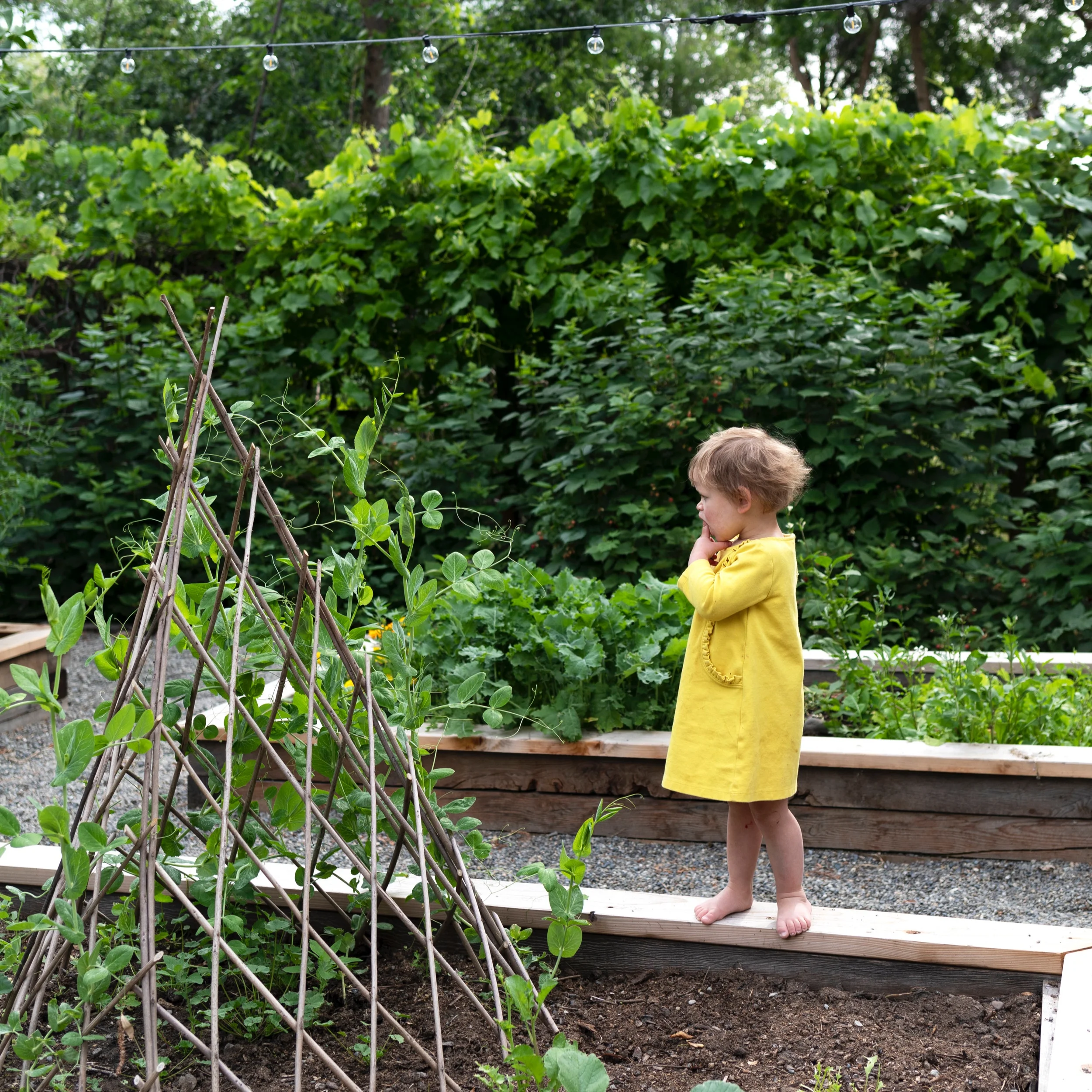 The+Grit+and+Polish+-+Farmhouse+Garden+Daphne+4.jpg