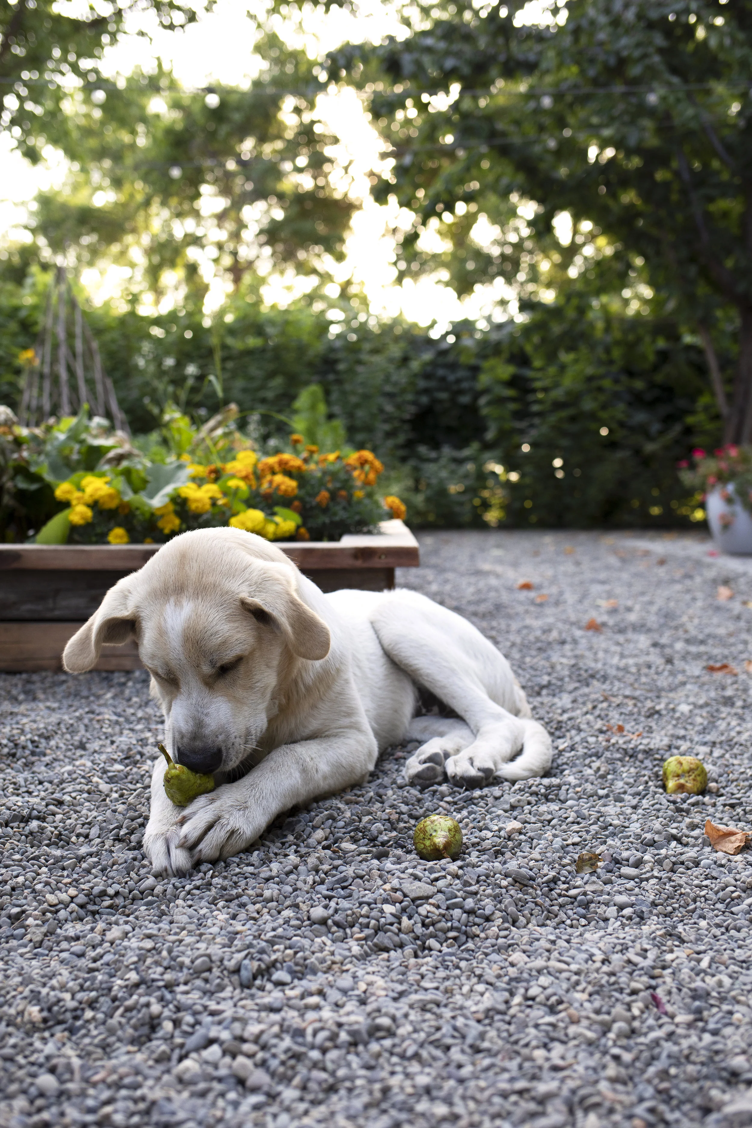 The Grit and Polish - Gibbs Farm Dog 5.jpg