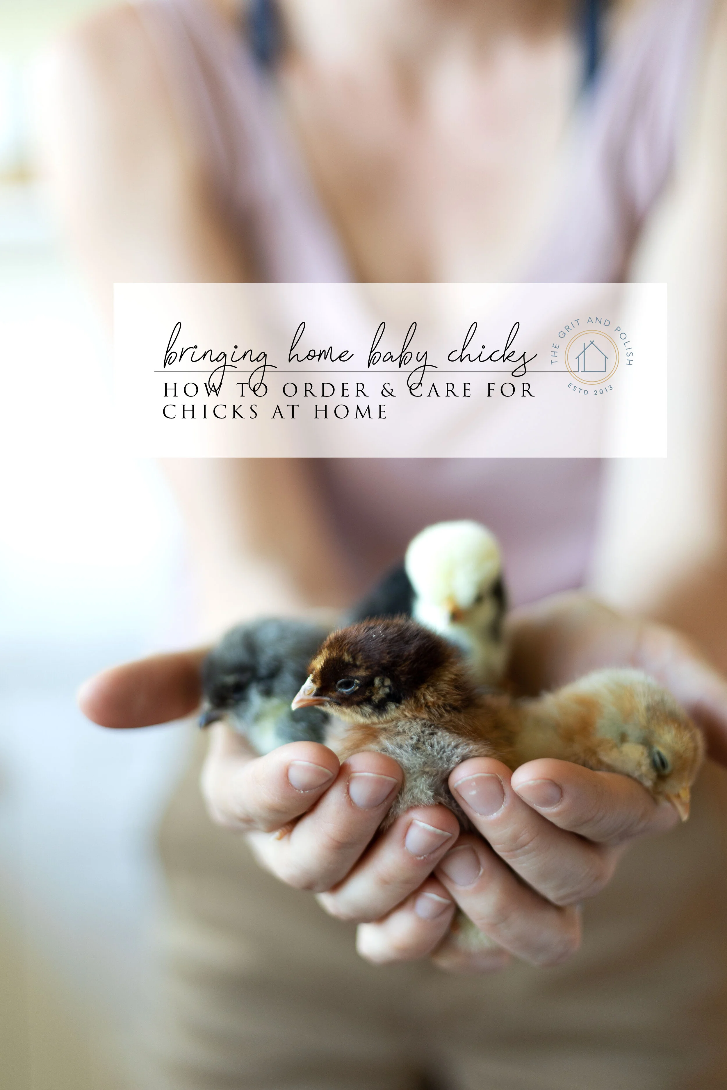 Bringing Home Baby Chicks