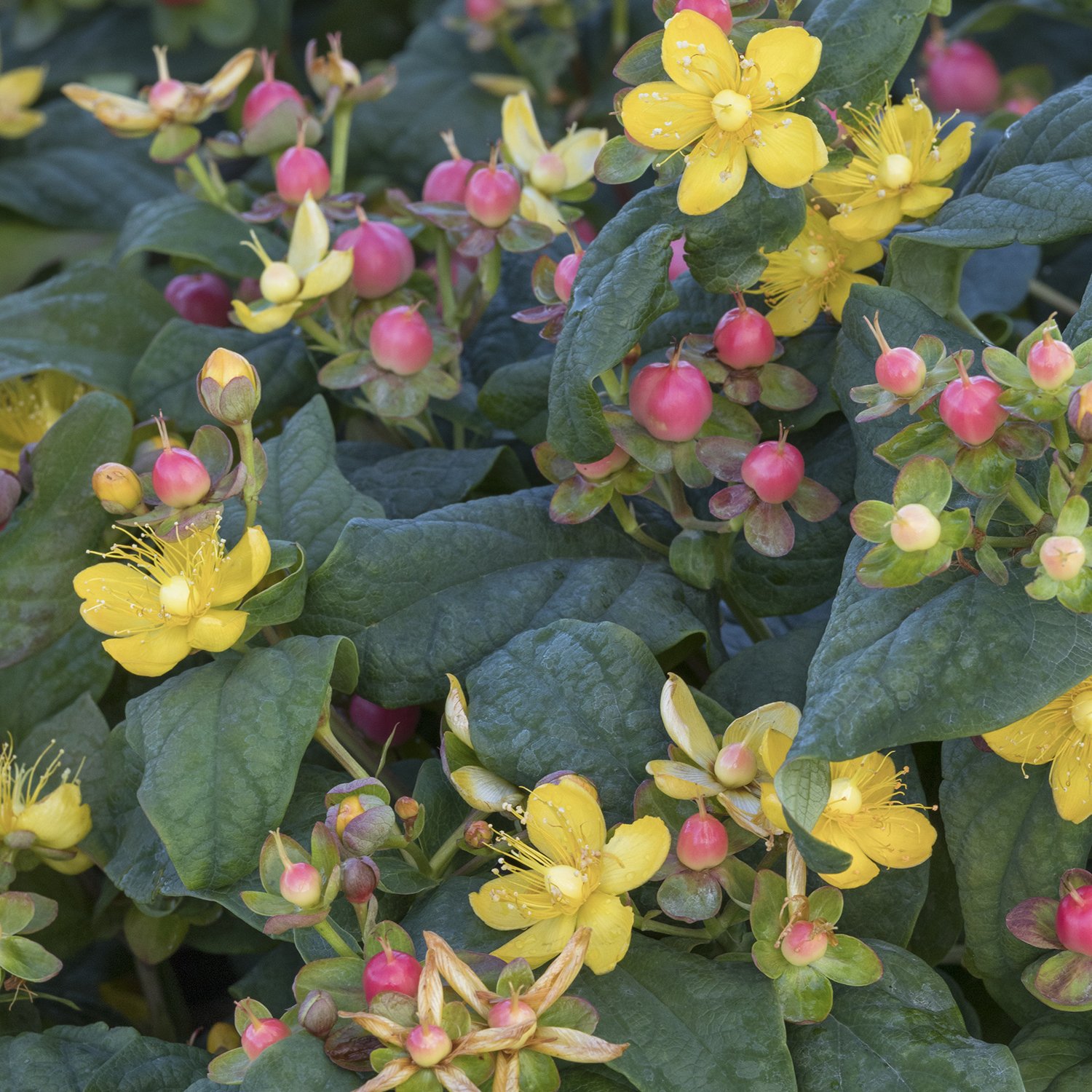 FloralBerry St. John's Wort