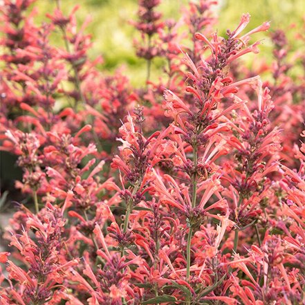 Kudos Dwarf Agastache