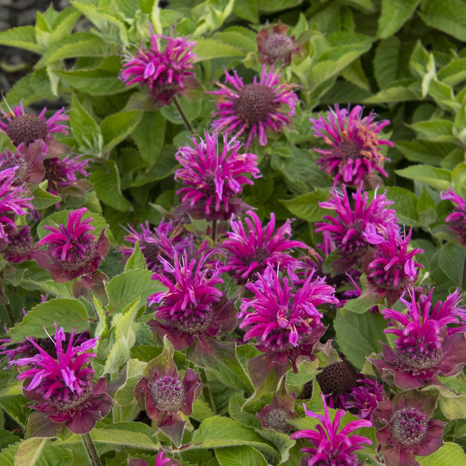 Bee-You Bee Balm