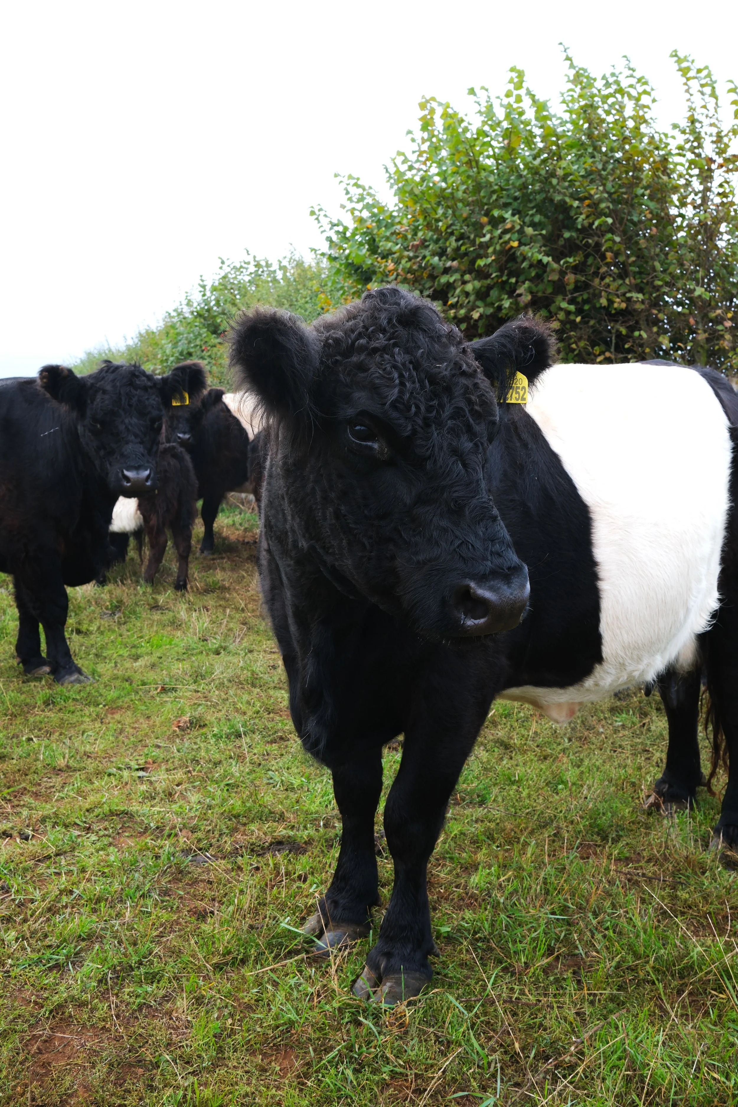 Livestock along the Cotswold Way trail