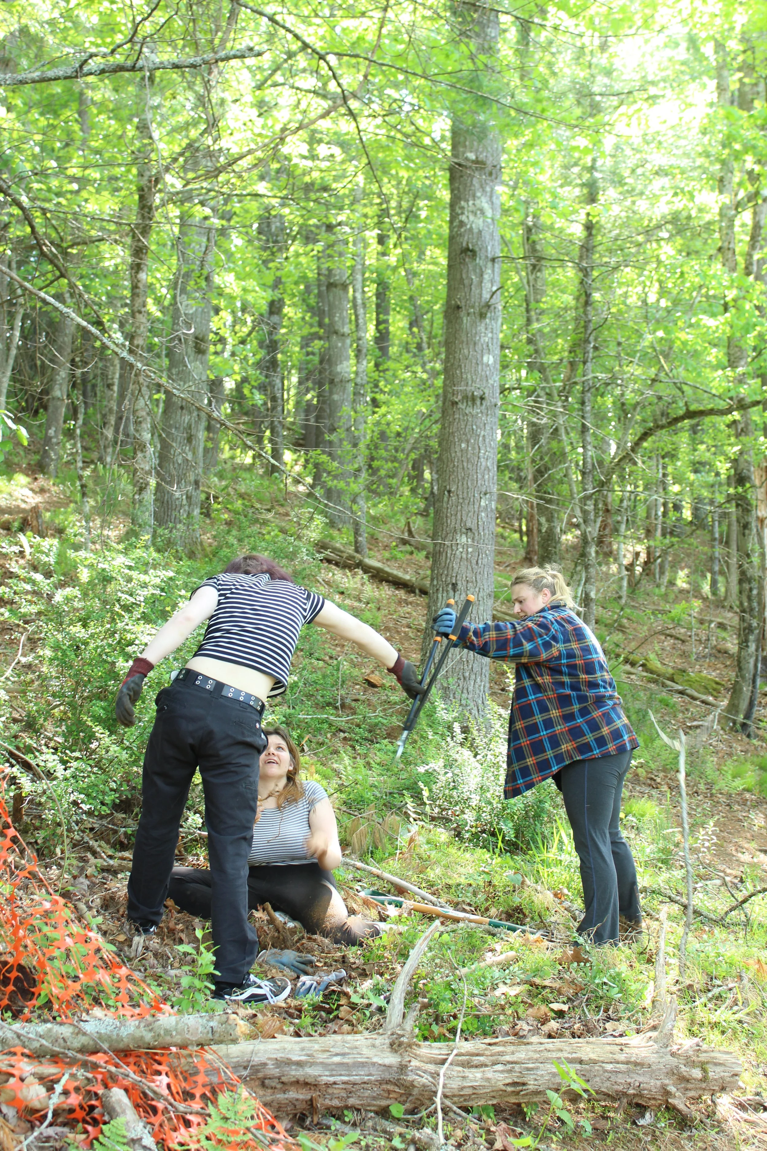 Brookshire Park Non-Native Plant Removal
