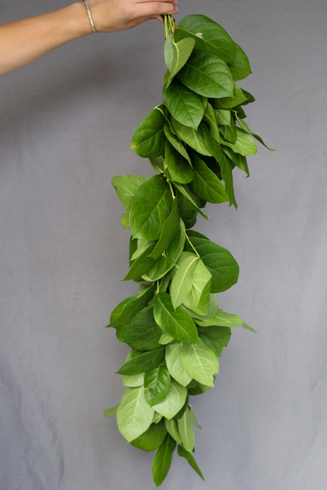Lemon Leaf (Salal) Garland