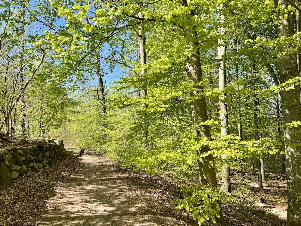 En skogsstig omgiven av gröna träd och en låg stenmur på vänster sida, med blå himmel och solljus filtrerande genom löven.