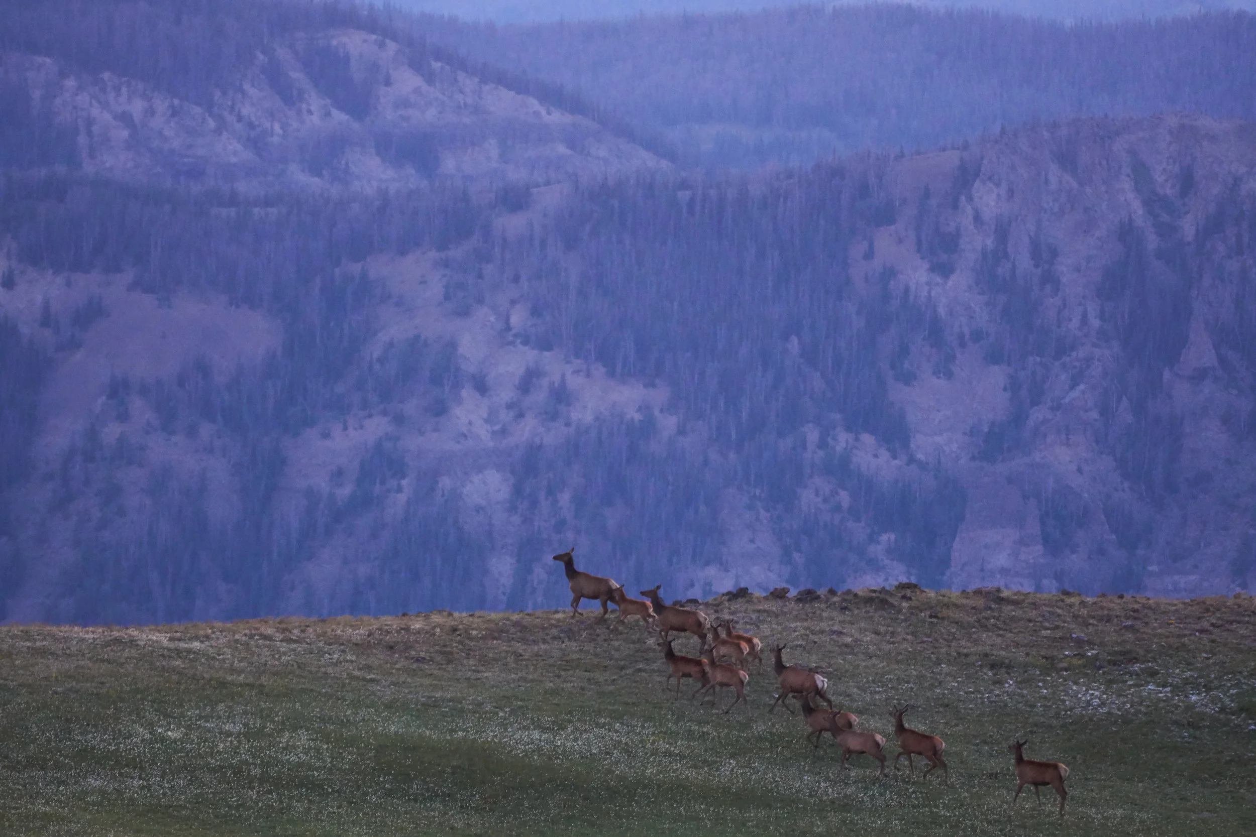 A broad, elevated, and hard-to-get-to plateau near Yellowstone’s east boundary is famous for its ungulate populations - being up there in the summer is a real wildlife safari with a sighting of the region’s prolific sheep and elk herds nearly guaran