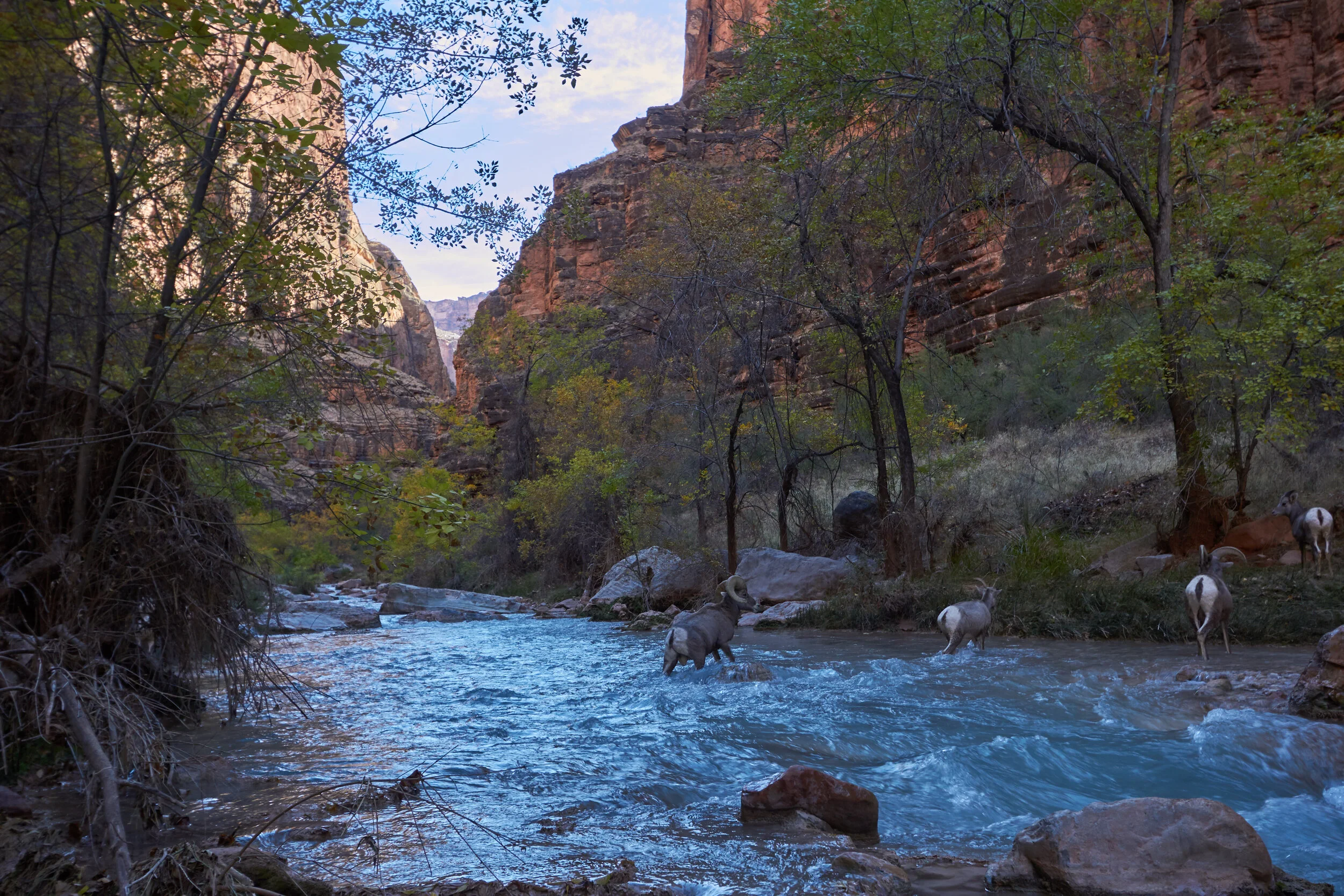 canyon_75.jpg