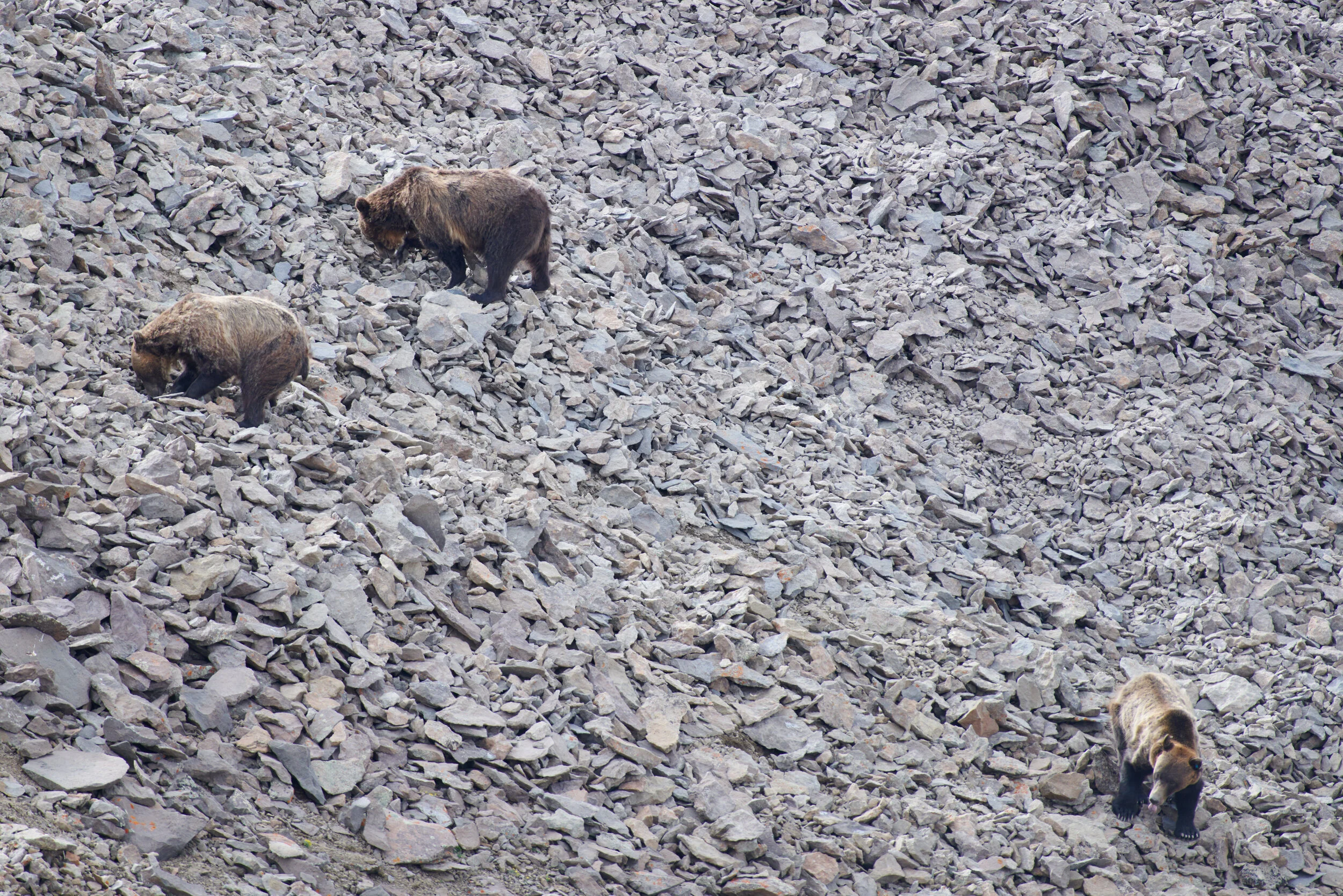 wubear_106.jpg