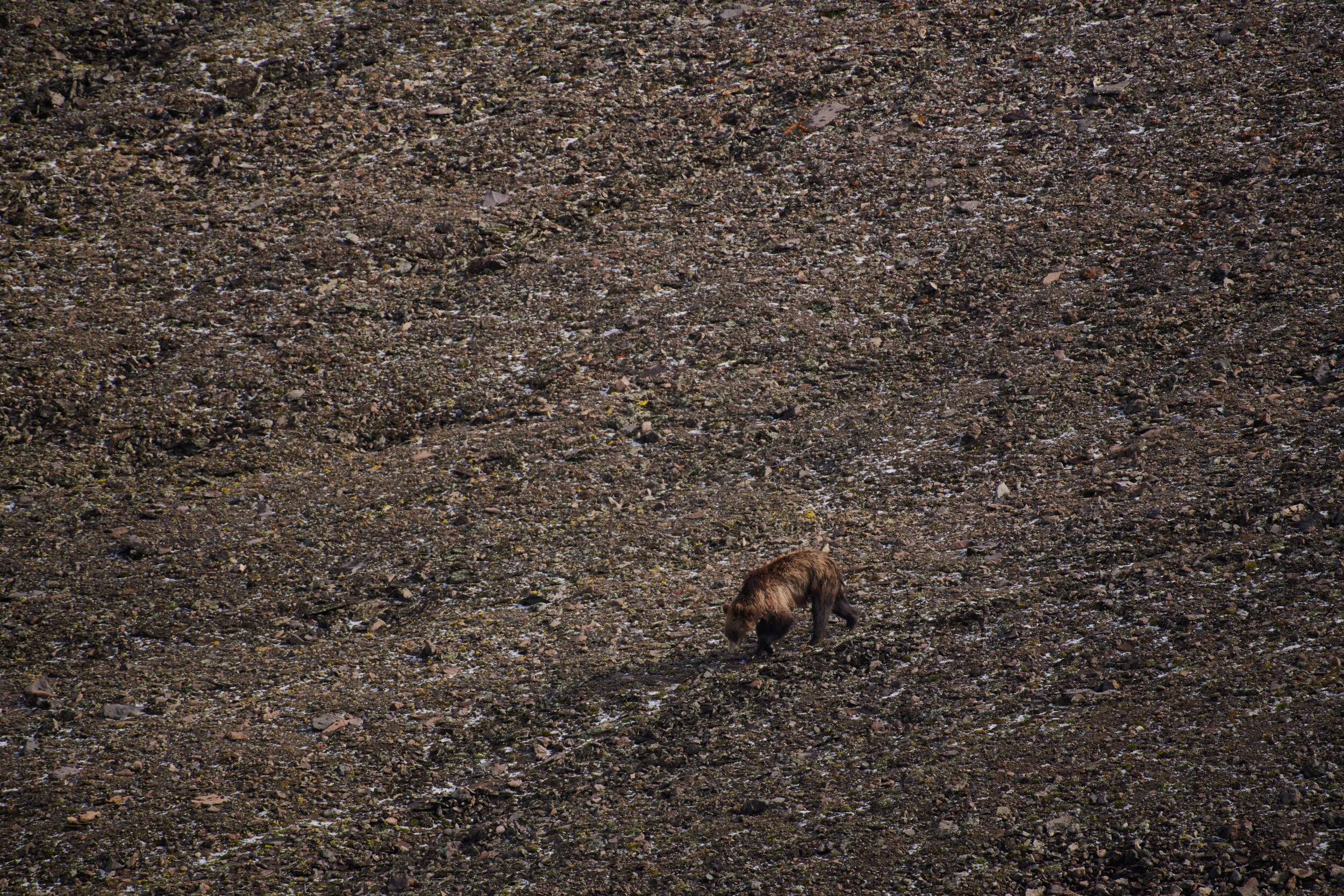wubear_114.jpg