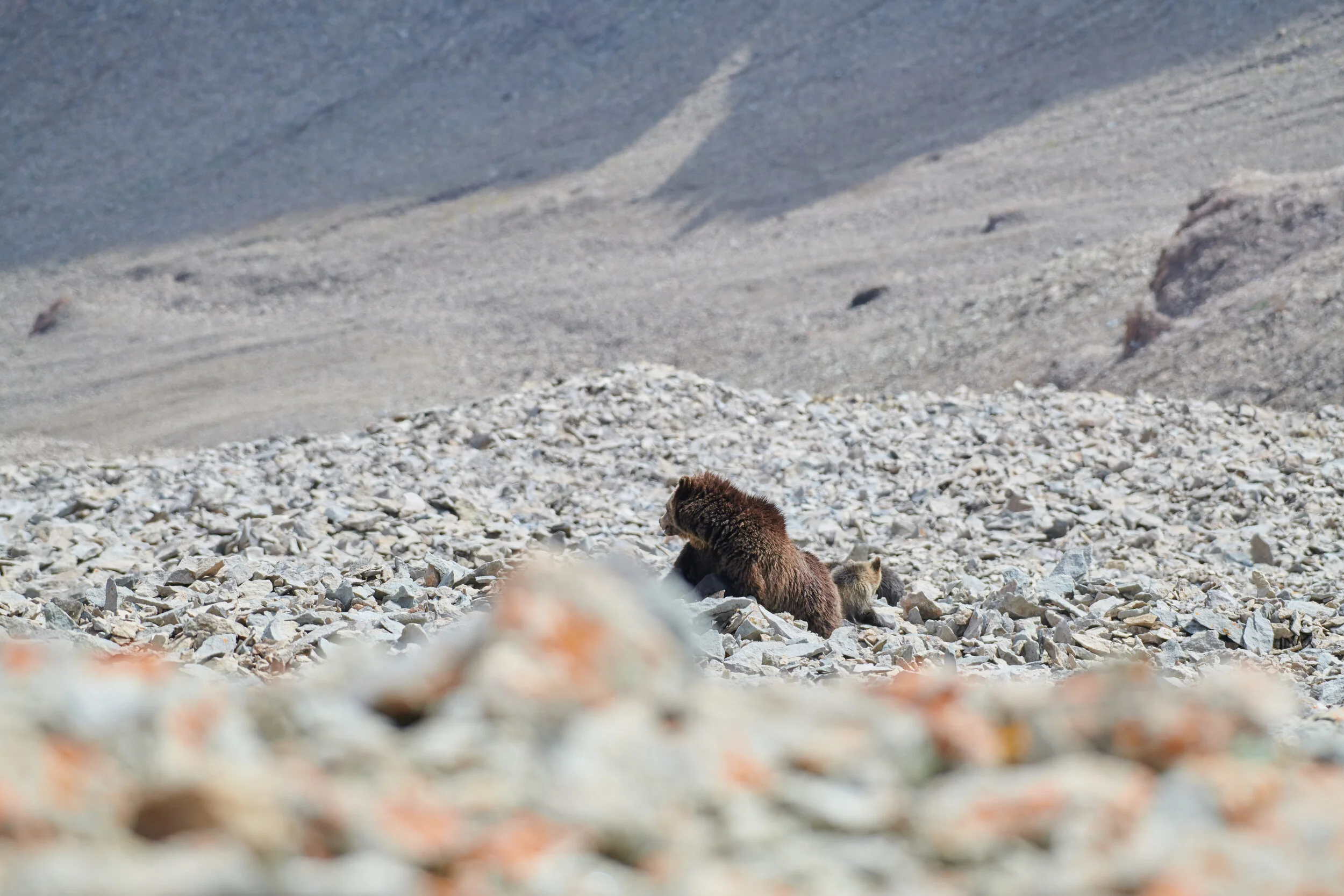 wubear_116.jpg