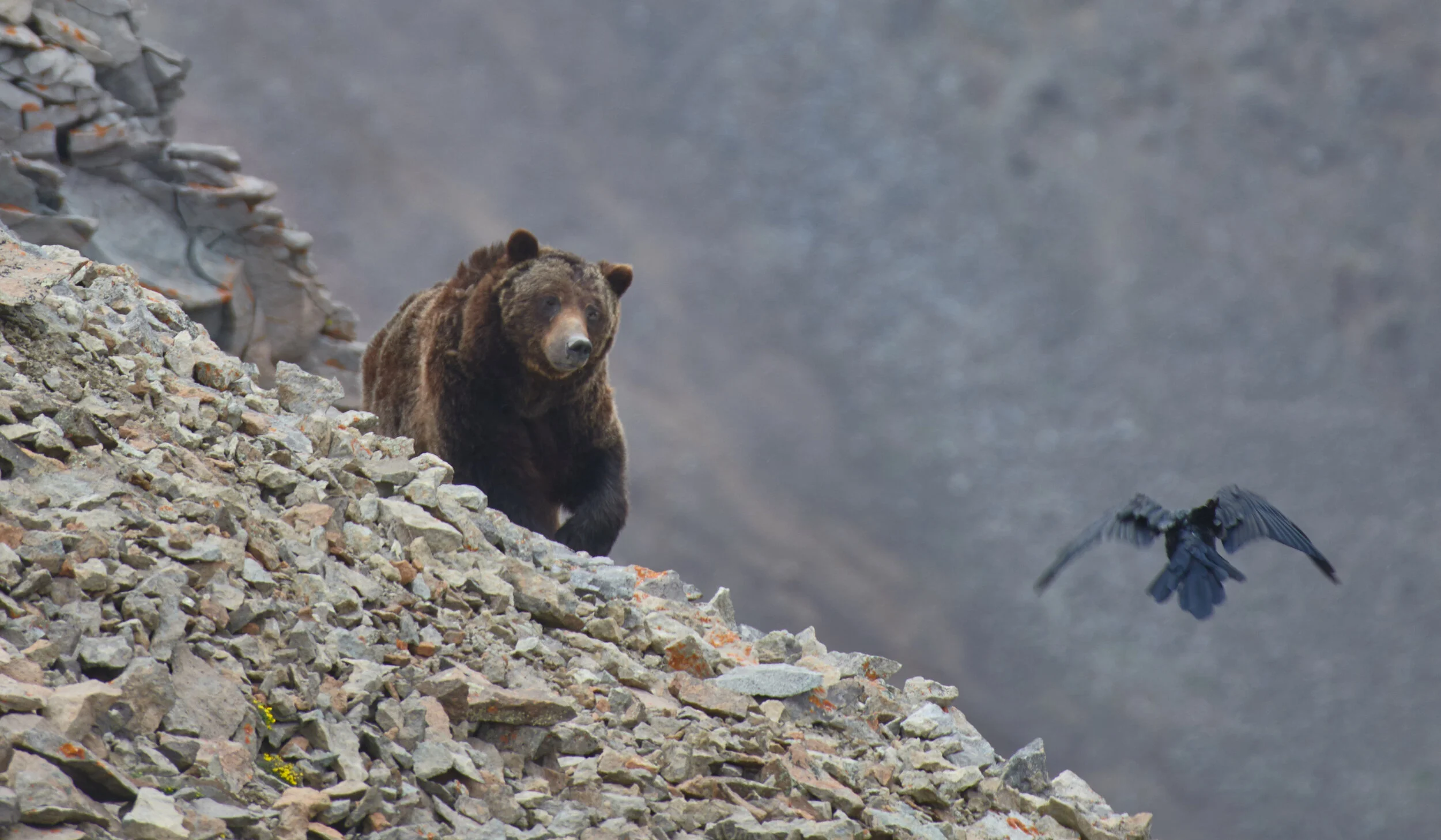 wubear_101.jpg
