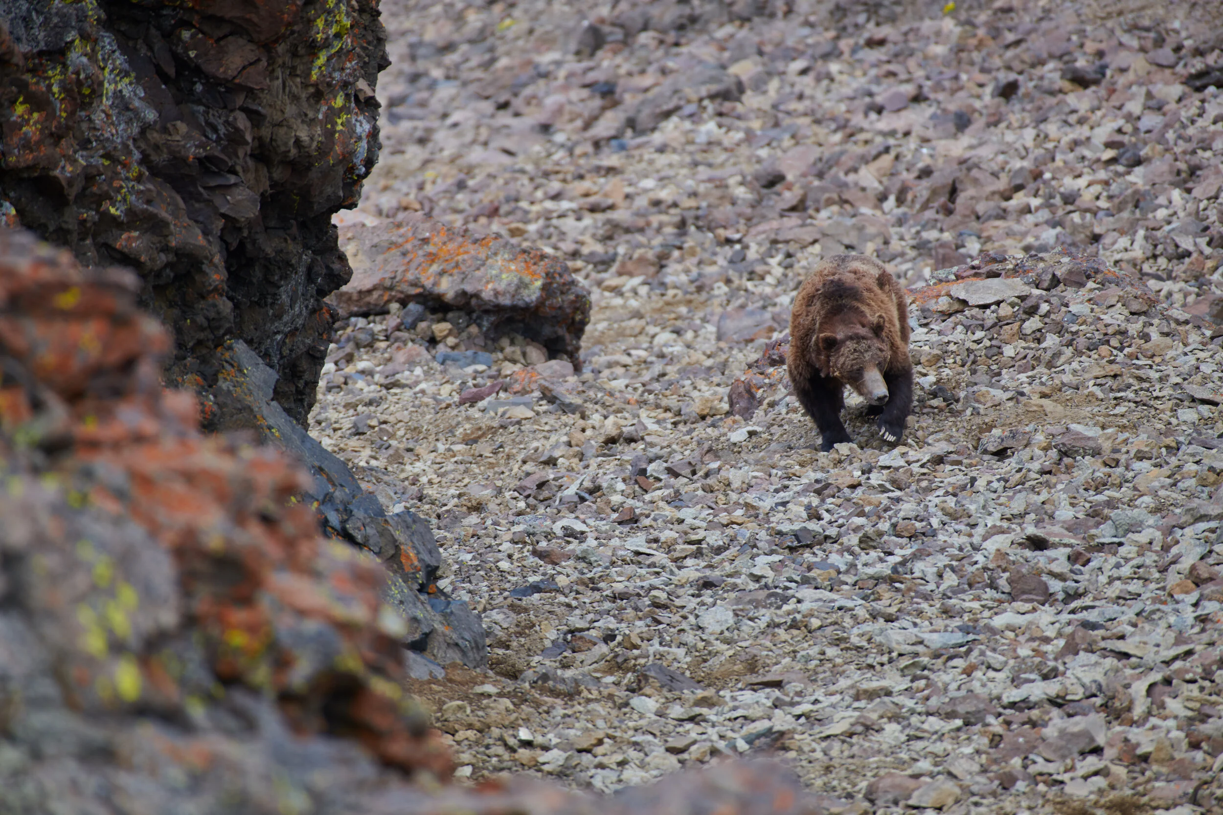 wubear_103 1.jpg
