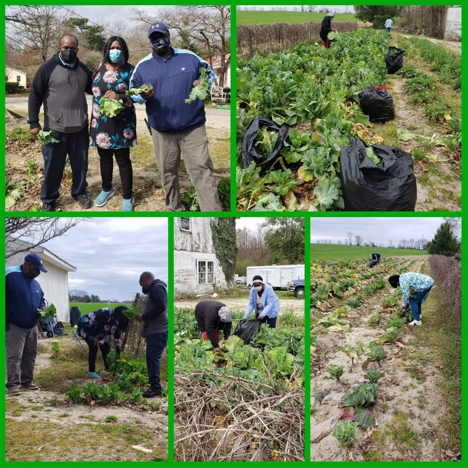 The Shepherd’s Branch purchased a field of collard greens to give out to the community. What a joy it was to get our hands dirty as we picked bags and bags of greens to share with our communities alongside our brothers and sisters in Christ from Word of Truth Christian Fellowship, Goldsboro &amp; Community Word of God Church, Beaulville! Please let us know if you know someone in need!"For there will never cease to be poor in the land. Therefore I command you, You shall open wide your hand to your brother, to the needy and to the poor in your land." -Deutoronomy 15:11