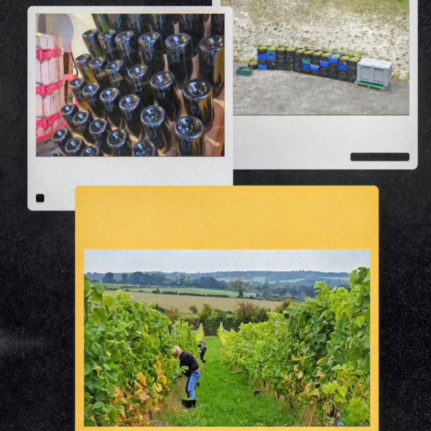 ## ✨ 2025 Vintage: A Legendary Year at Lone Farm! 🍾

The results are in, and the 2025 harvest is shaping up to be one of the finest vintages in our 11-year history! The sugar levels were absolutely outstanding, perfectly balanced by vibrant acidity&