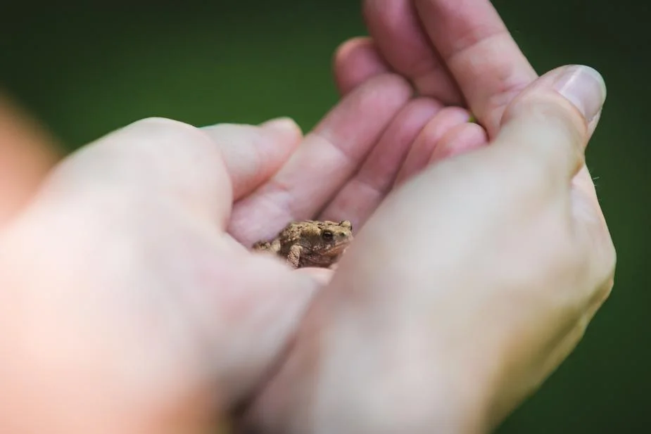 tiny-frog-in-hand_925x.jpg
