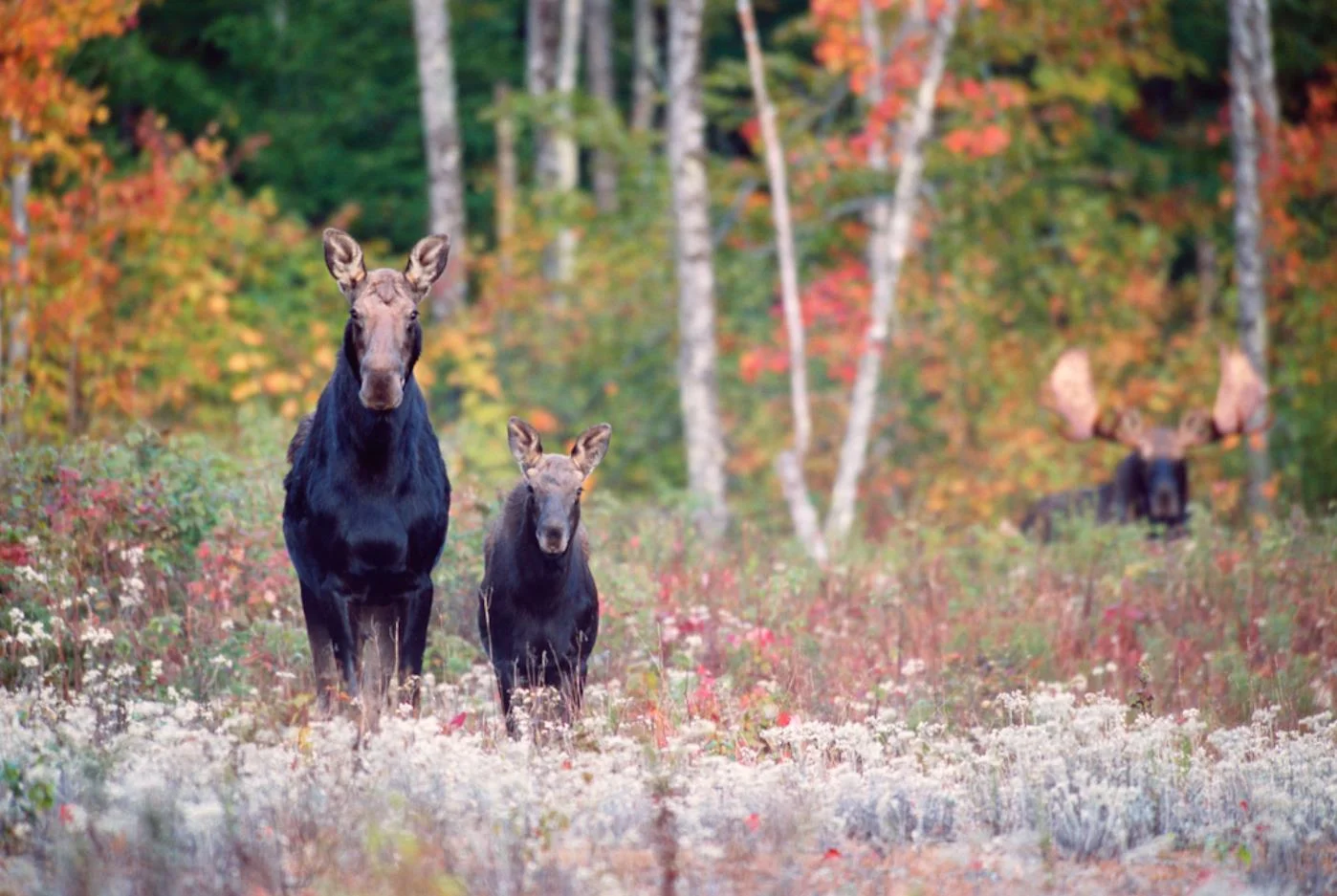 Moose Family in Fall by Roger Irwin