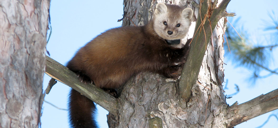 Human Activity Places One Million Species at Risk