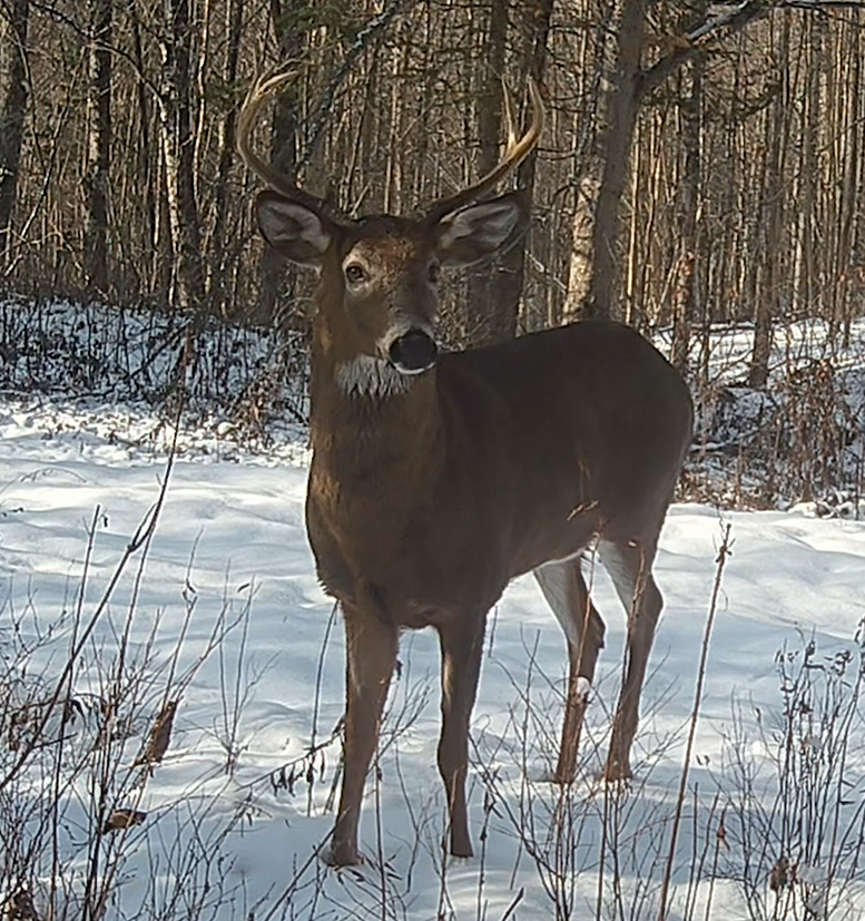 Development that threatens biodiversity is not legitimate climate action.