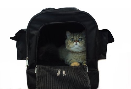 Kitty Obsession Cat Carrier with litter box is the best cat carrier with litter box available. It includes everything your cat needs on the go. The carrier comes with containers for food and water, a scooper, and trash bags. Most importantly, the carrier includes a portable litter box storage area (closed off in its own compartment) for use when you arrive to your destination.