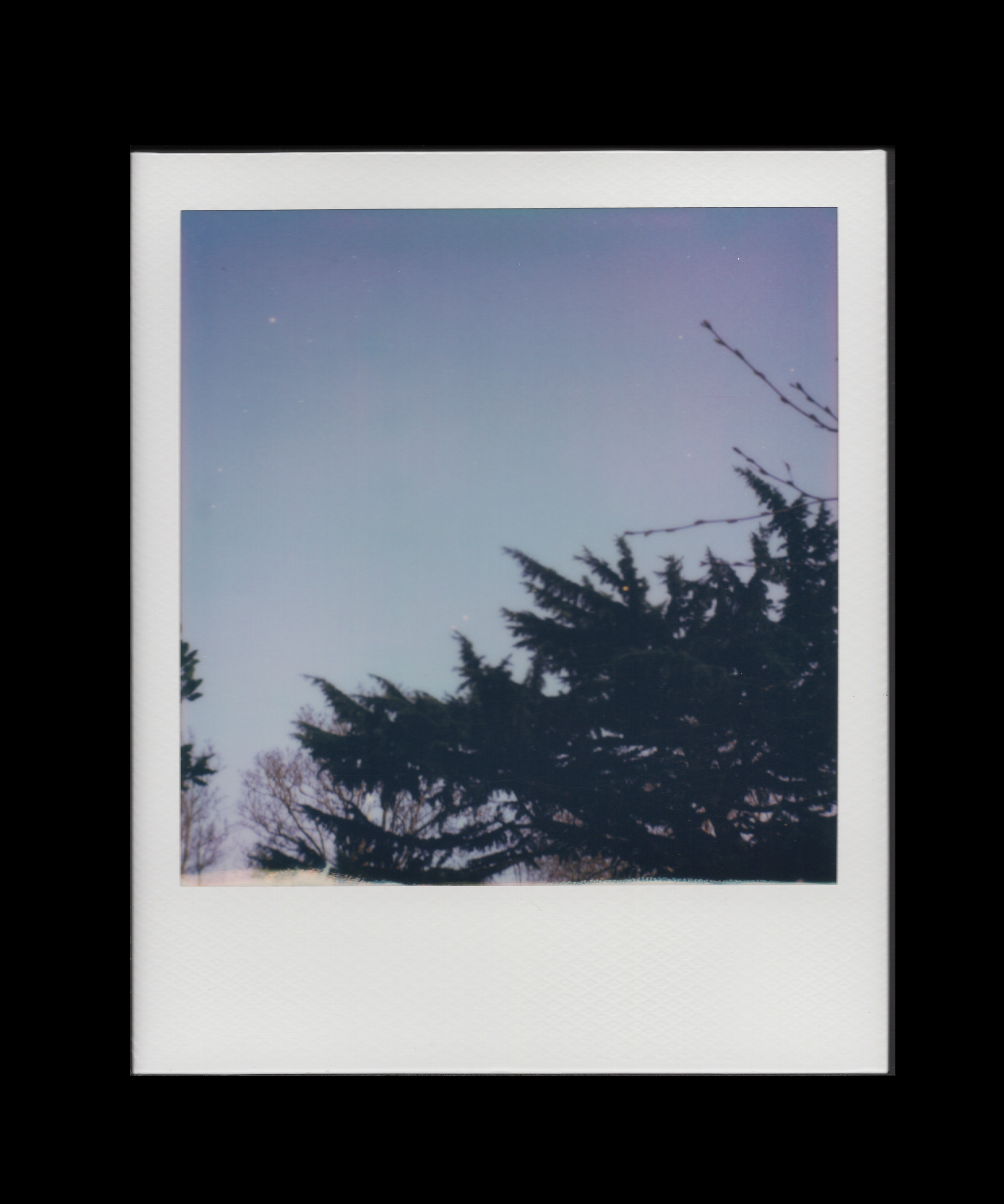 Treetops #001