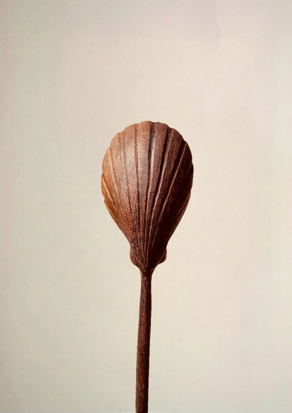 Shell Spoon