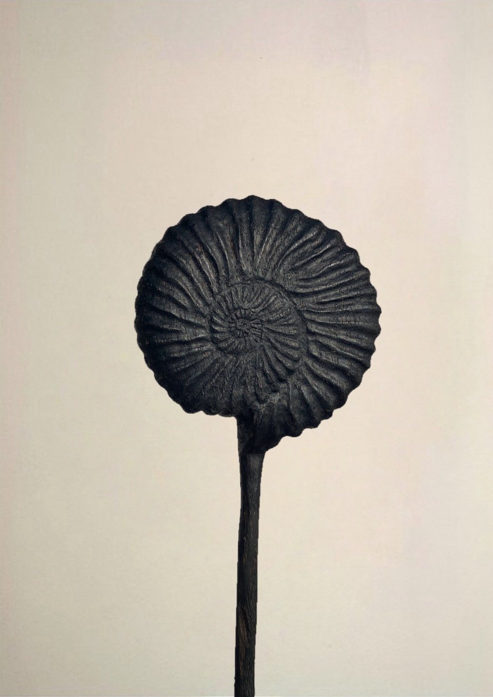 Ammonite Shell