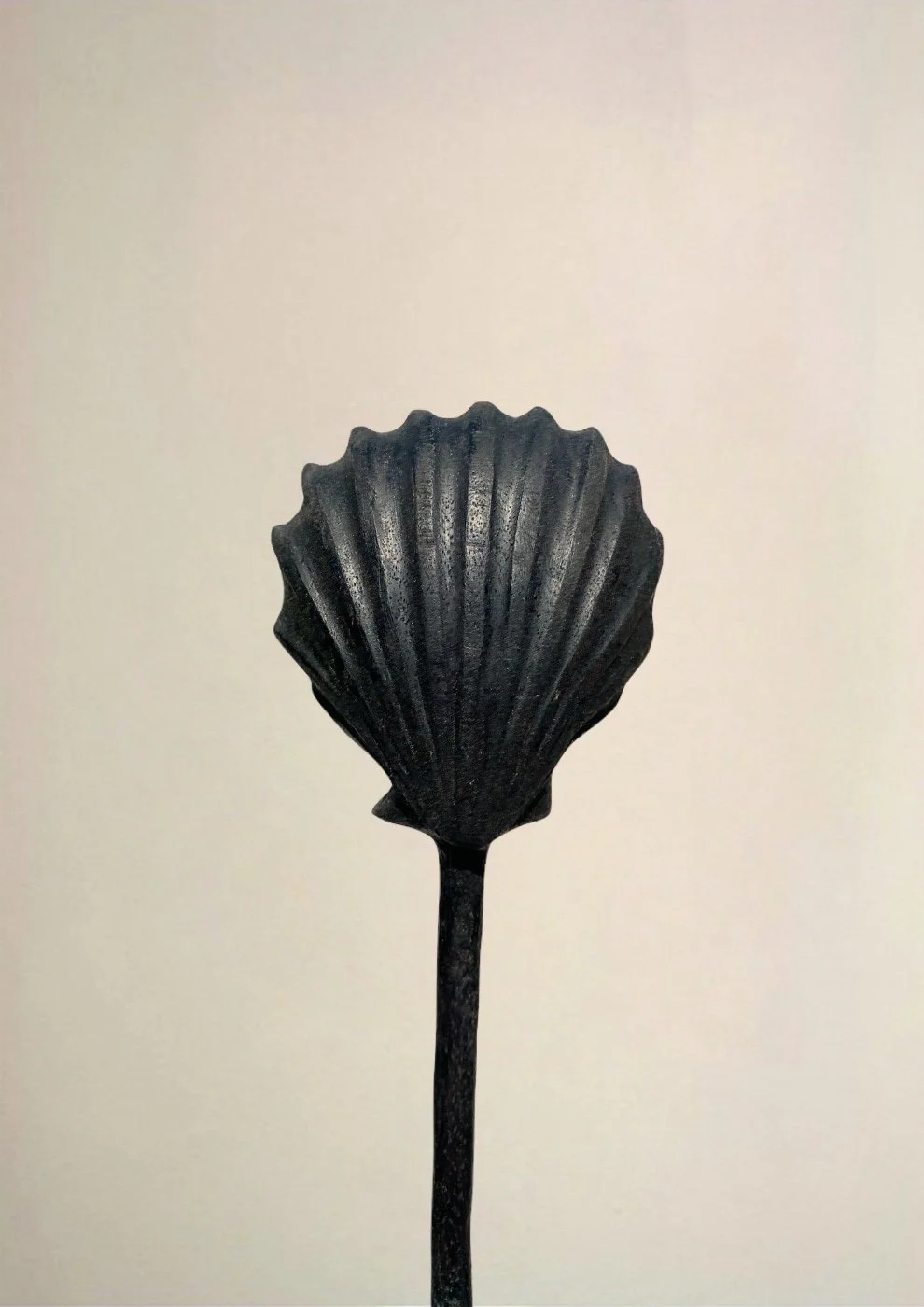 Large Cockle Shell