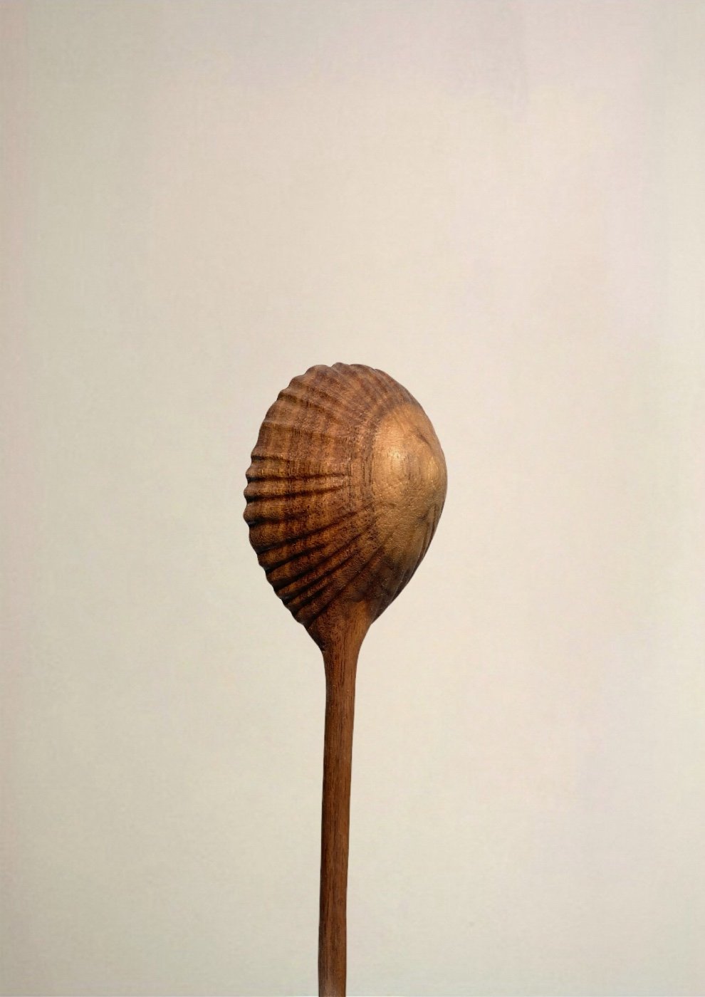 Large Limpet Shell