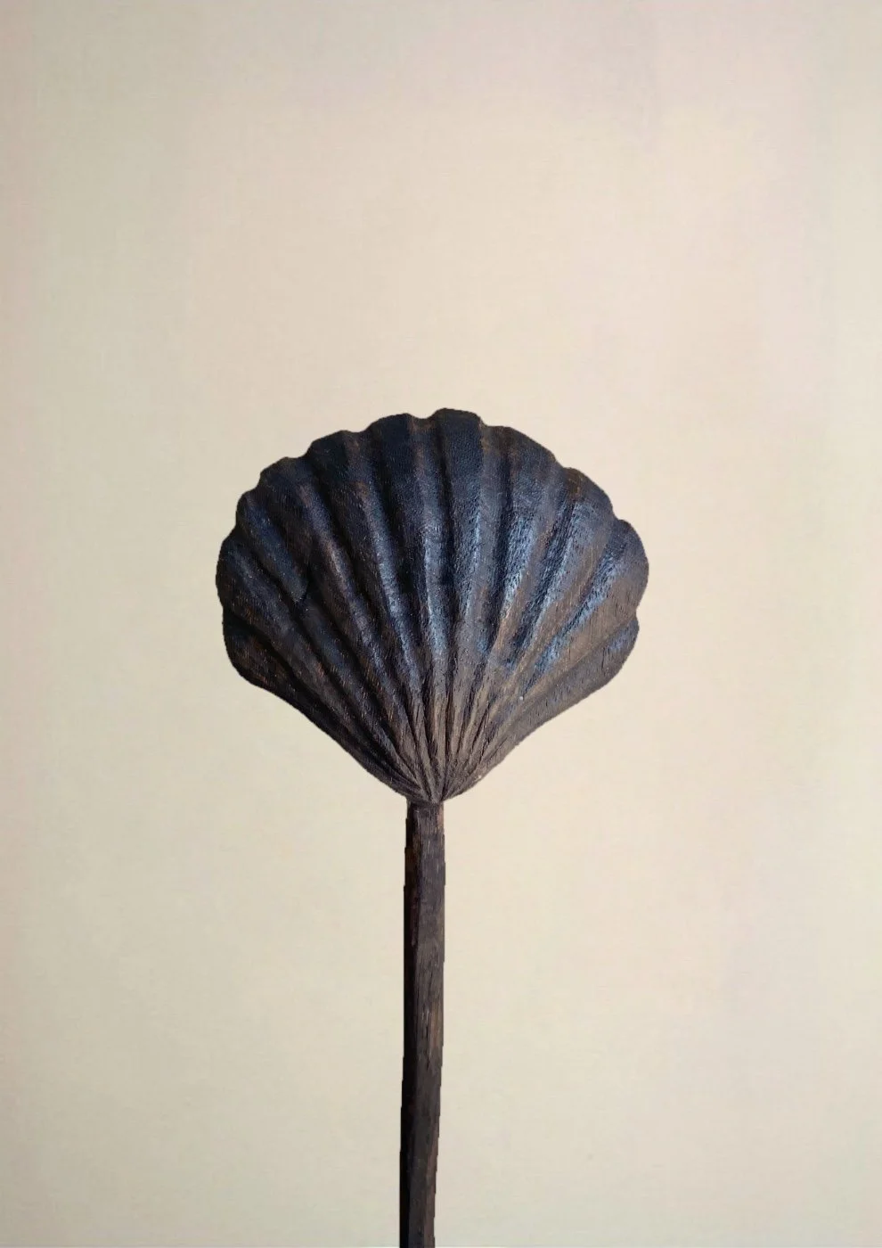Fanned Clam Shell