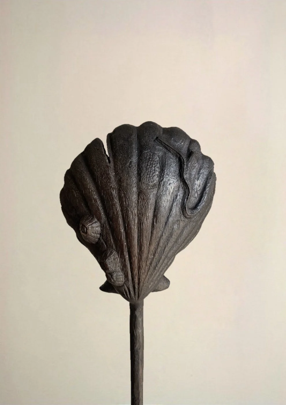 Seaworn Shell with Barnicles