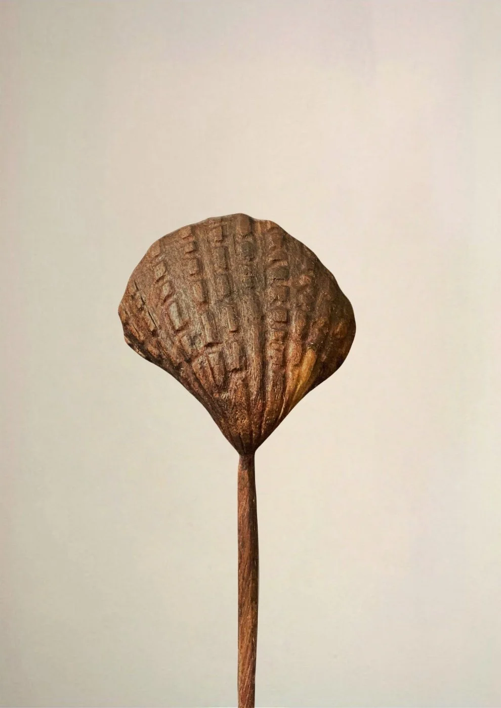 Shell Spoon 6