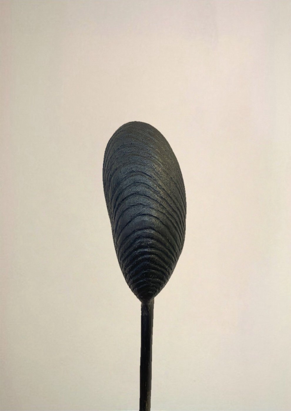 Large Mussel Shell
