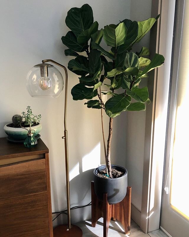 My new @westelm planter is here, and I think the Fiddle Leaf Fig from @queencitygeneralstore is pretty happy about it.
&bull;
&bull;
&bull;
&bull;
#happylittleplants #interiordesign #houseplants #fiddleleaffig #standingplanter #happyhome #sundaymorni