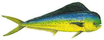 The Dorado Fish (Mahi-Mahi) — Magic Sport Fishing