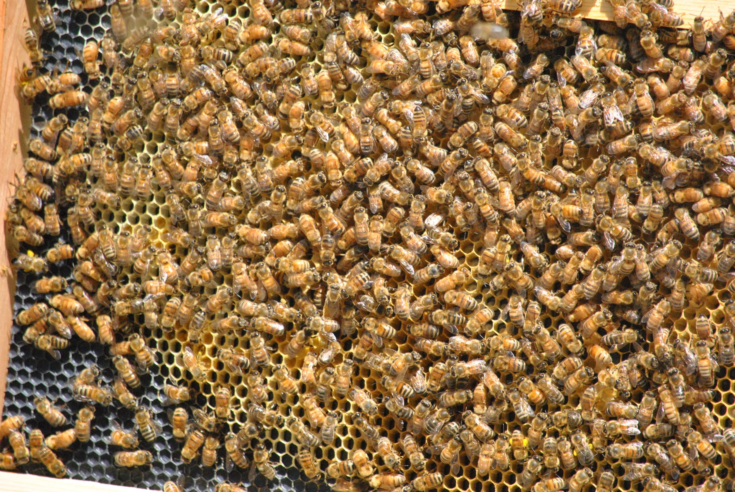 Farm Open Day: Pollinators and Plants
